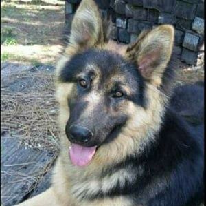 Meet your Posher, Donald